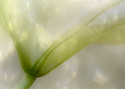 Photography--Color-FloralFT 2