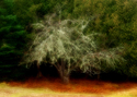 Photography--Color-FloralFT 3