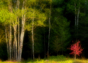 Photography--Color-FloralFT 5