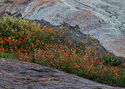 Photography--Color-FloralFT  6