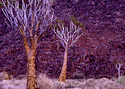 Photography--Color-FloralFT 7