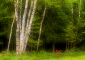 Photography--Color-FloralFT 10