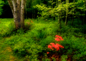 Photography--Color-FloralFT 11