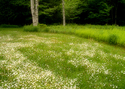 Photography--Color-FloralFT 12