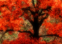 Photography--Color-FloralFT 14