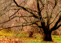 Photography--Color-FloralFT 15