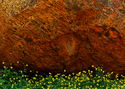 Photography--Color-FloralFT 16