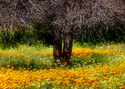 Photography--Color-FloralFT 17