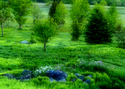 Photography--Color-FloralFT 19