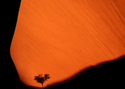 Photography--Color-FloralFT 23