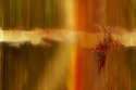 Photography--Color-AbstractBB 2