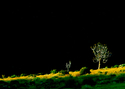 Photography--Color-LandscapeLand 13