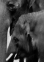 Photography--Black & White-AnimalsAB 5