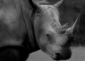 Photography--Black & White-AnimalsAB 6