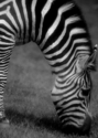 Photography--Black & White-AnimalsAB 9