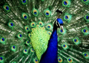 Photography--Color-AnimalsAB 11