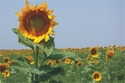 39%20Sunflower (thumbnail)
