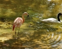 Flamingo%20%26%20Swan (thumbnail)