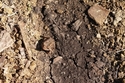 Frog%20in%20Dirt (thumbnail)