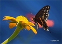 813695%20Butterfly (thumbnail)