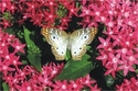 8101806%20Butterfly (thumbnail)