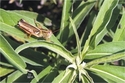 Grasshopper (thumbnail)