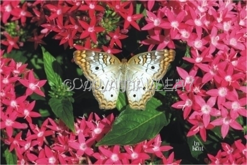 8101806%20Butterfly (large view)