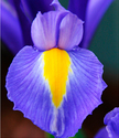 Purple%20Iris (thumbnail)