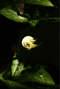 Emerging (thumbnail)