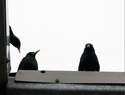 3%20Black%20Birds%20on%20a%20Rooftop (thumbnail)