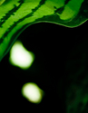 Organic%20Shapes (thumbnail)