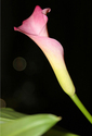 First%20Bloom (thumbnail)