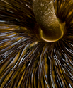 Penetration (thumbnail)