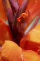 Aflame (thumbnail)