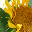 Aglow (thumbnail)