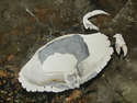 Crab Shell