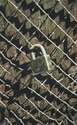 Painting--Oil-PhotorealismLock and Fence