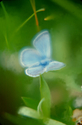 #2 Butterfly, Casper Mountain