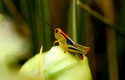 #3 Grasshopper, Casper, Mountain