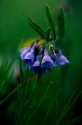 #5 Mountain Bluebell, Casper Mountain