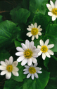 #4 Spring Beauty, Casper Mountain