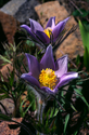 #1 Pasque Flower, Medicine Wheel