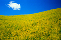 #5 Yellow Fields, north of Sheridan