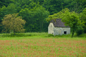 les coquelicots, le Gorge du Tarn