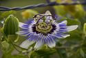 la passiflore, Lafran�aise