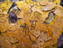 Yellow Layers, Santa Fe