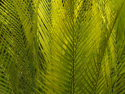 Botanical Gardens 3, San Francisco