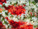 Cherry Blossom Festival