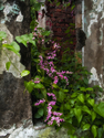 Pink Flowers/ St, John's, Antigua