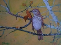 Painting--Watercolor-AnimalsBrown Thrasher